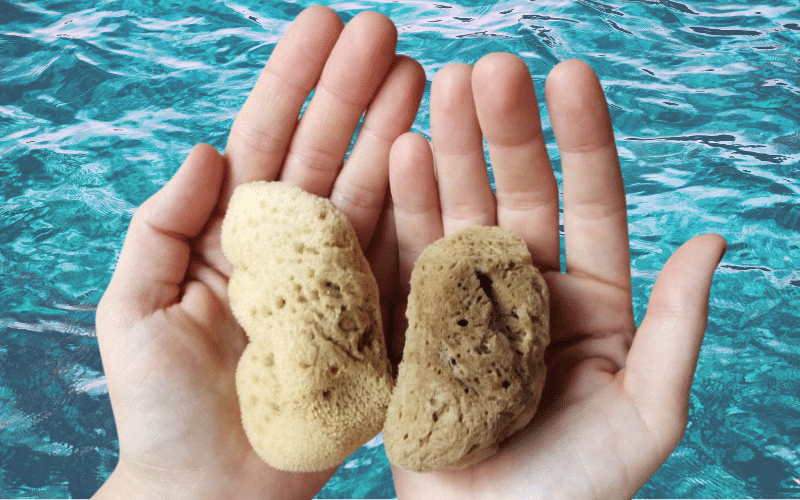 Esponja menstrual marina. Alternativa al tampó. Alternativa a la copa menstrual.